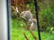 mypicturedlife - Wildlife in garden May